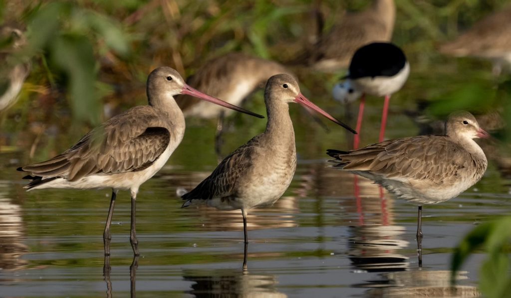 322005415_903064227540620_3689940194882539725_n