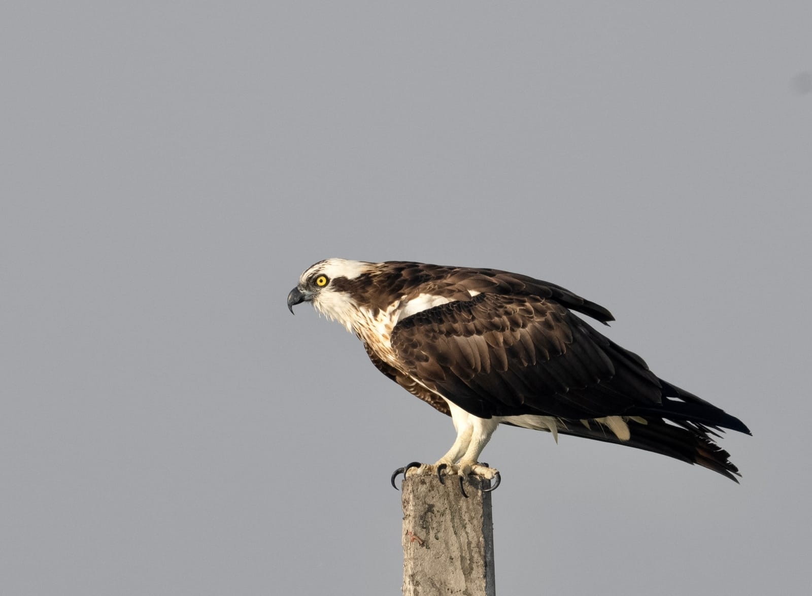उजनीमध्ये विदेशी पक्षी दाखल; सुप्रिया सुळेंनी पोस्ट केले अप्रतिम फोटो 323324862_855168679087280_7571432623318131410_n