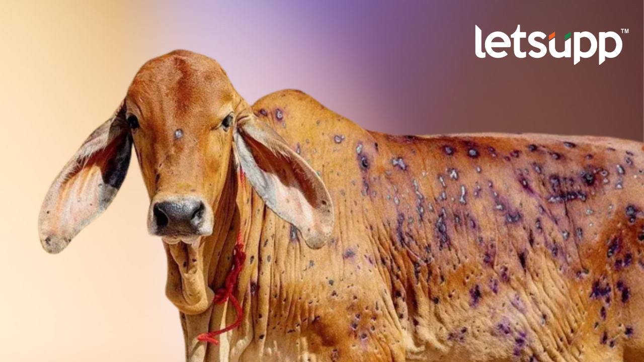 Untitled Design (33)