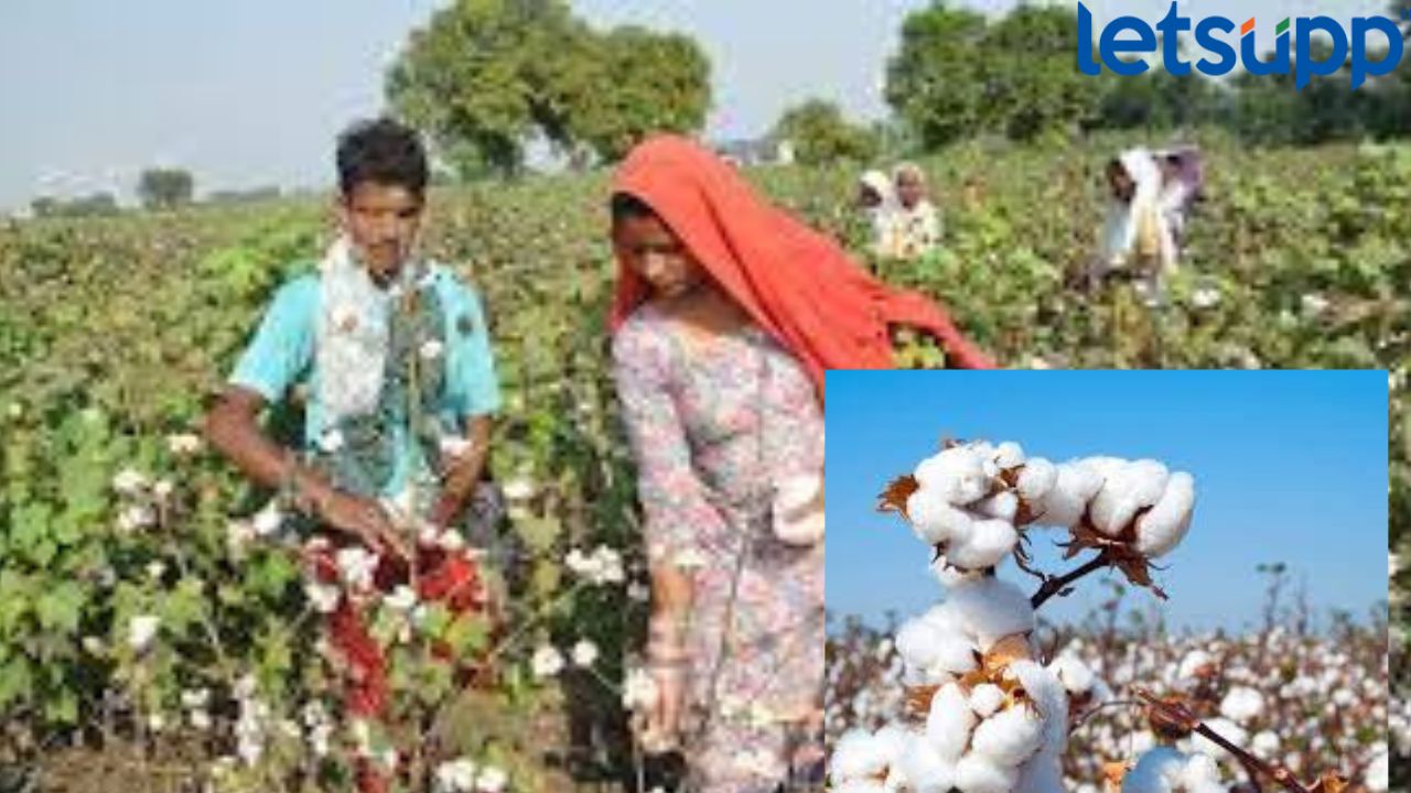 Cotton Farmer