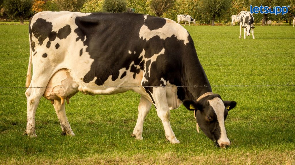 Important Update Regarding Shreyas Iyer Fitness Has Come Out (72)