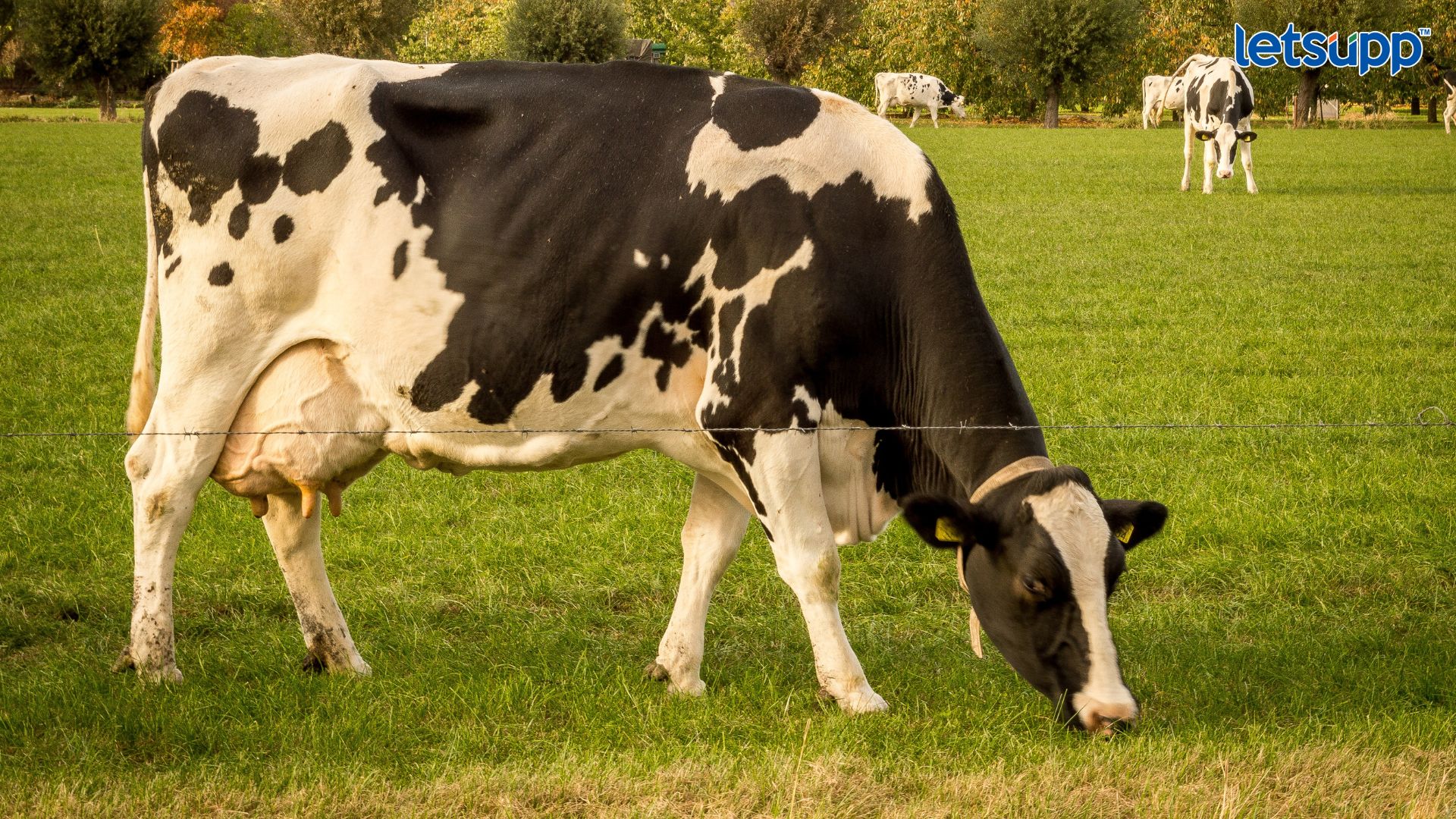 Important Update Regarding Shreyas Iyer Fitness Has Come Out (72)