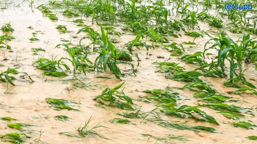 Important Update Regarding Shreyas Iyer Fitness Has Come Out   2023 04 29T112414.855