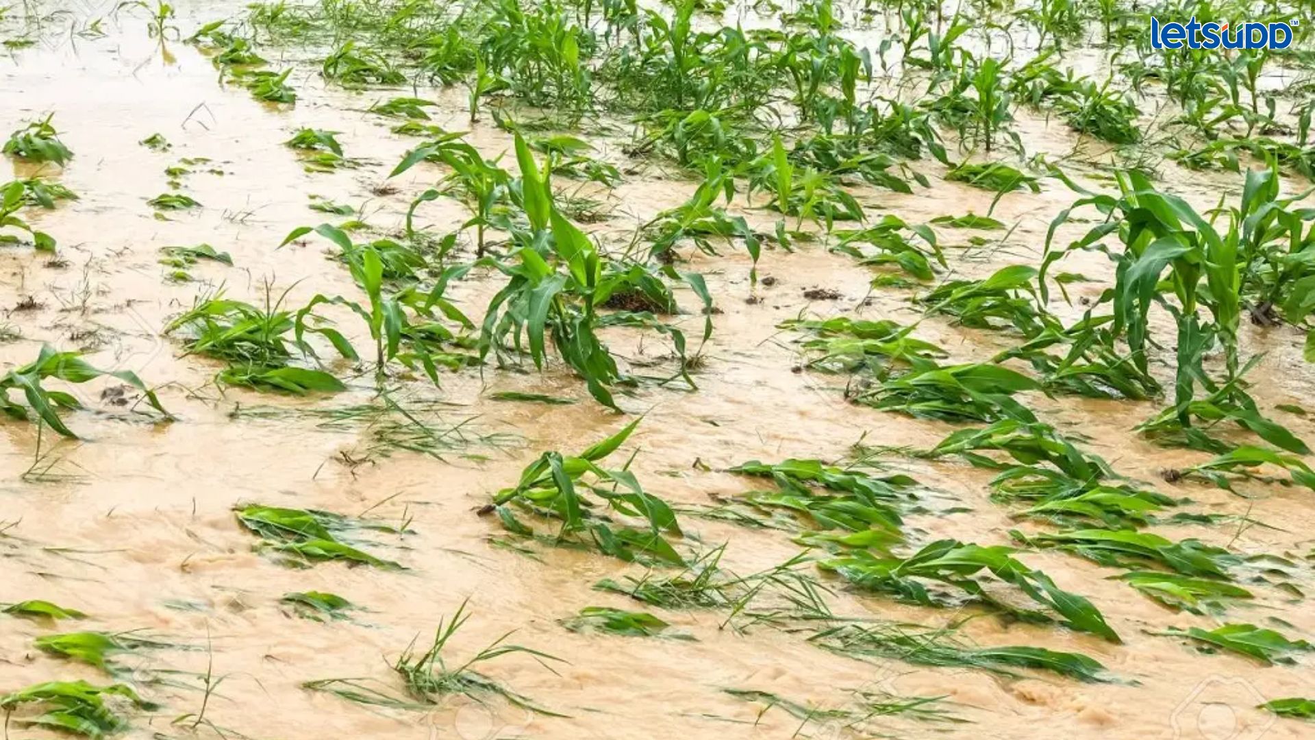 Important Update Regarding Shreyas Iyer Fitness Has Come Out   2023 04 29T112414.855