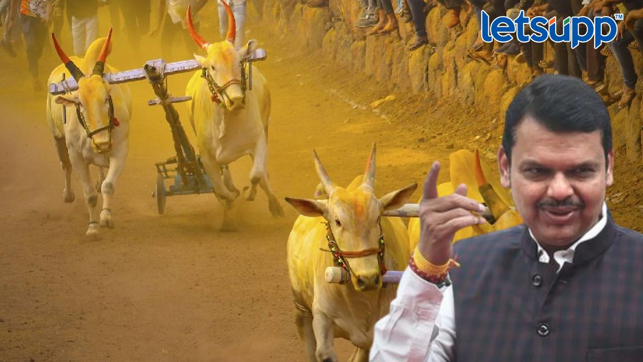 Devendra Fadnavis : एक निर्णय बैलगाडा शर्यतीसाठी ठरला वरदान; फडणवीसांनी दिलेल्या ‘त्या’ अहवालात काय होते? Untitled Design (5)