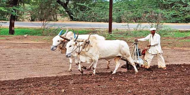 Farmer Kharif