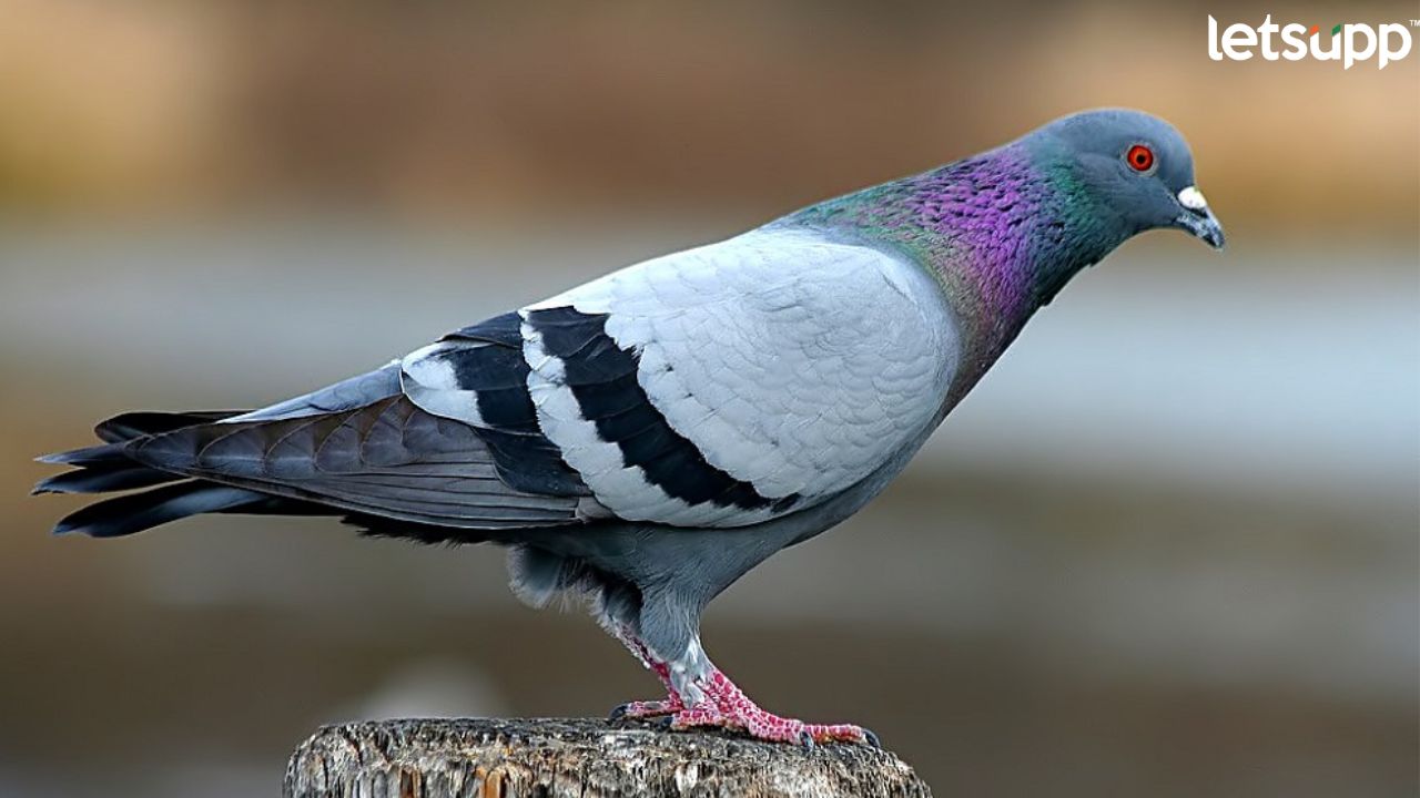 धक्कादायक! पुण्यात कबुतराची चोरी करणाऱ्या अल्पवयीन मुलाला खाऊ घातली कबुतराची विष्ठा 800 (6)