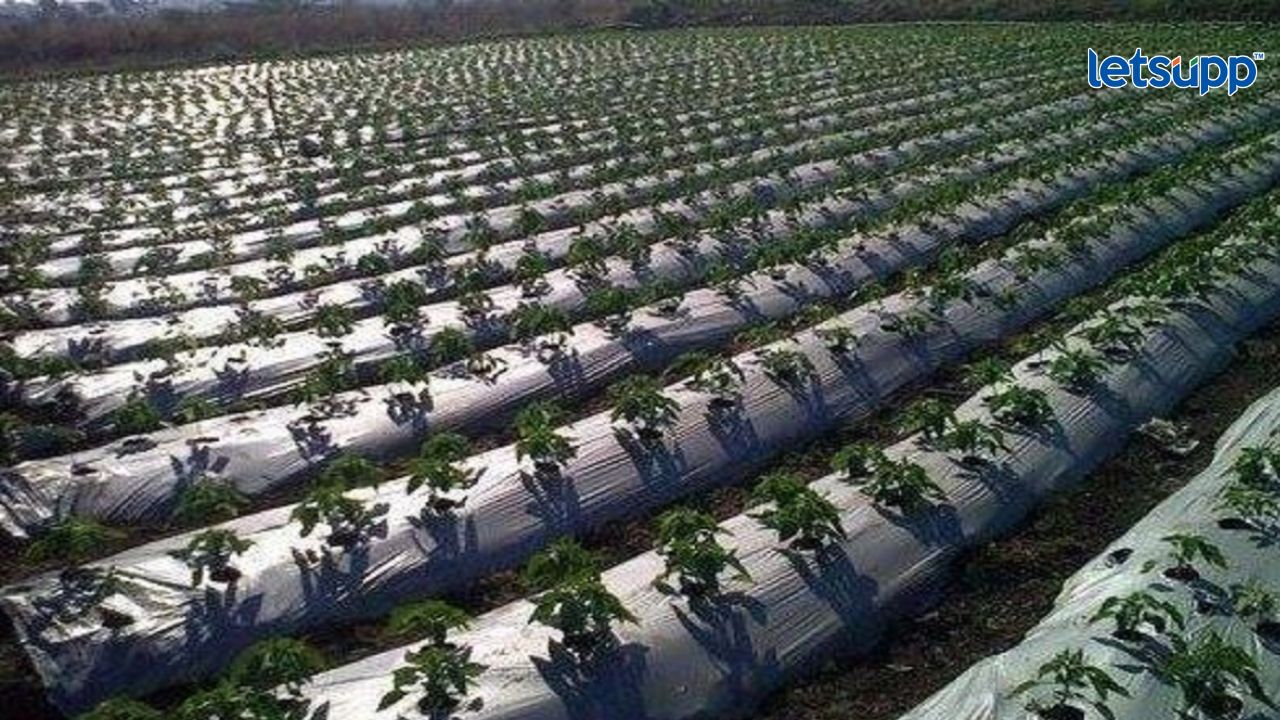 राष्ट्रीय फलोत्पादन अभियानांतर्गत प्लास्टिक मल्चिंग अनुदान योजना MULCHING PAPER