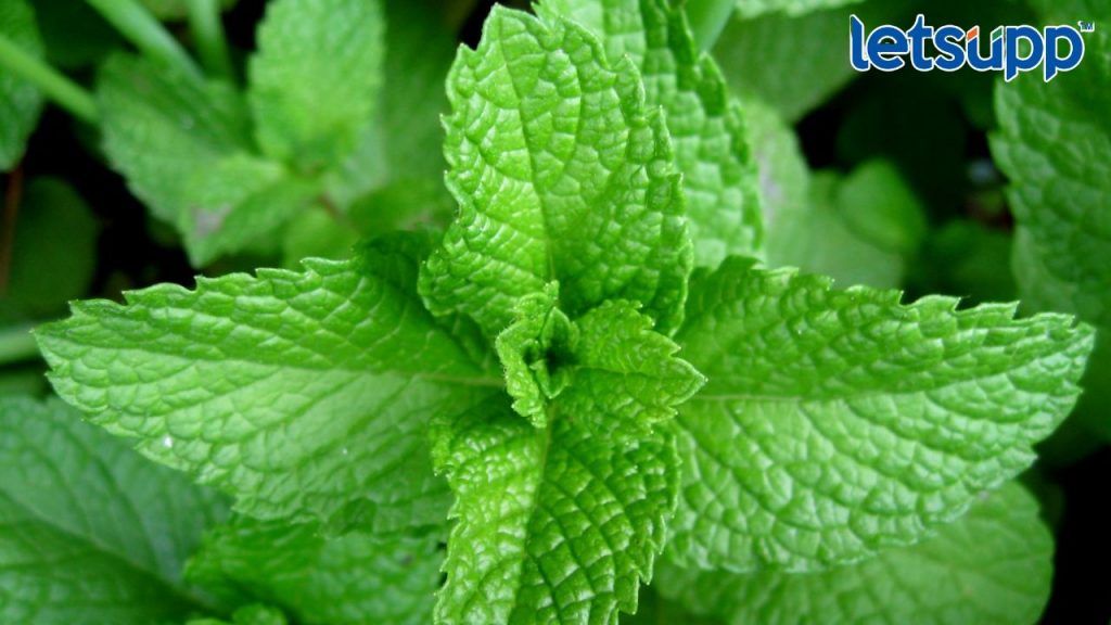 Mint Leaves