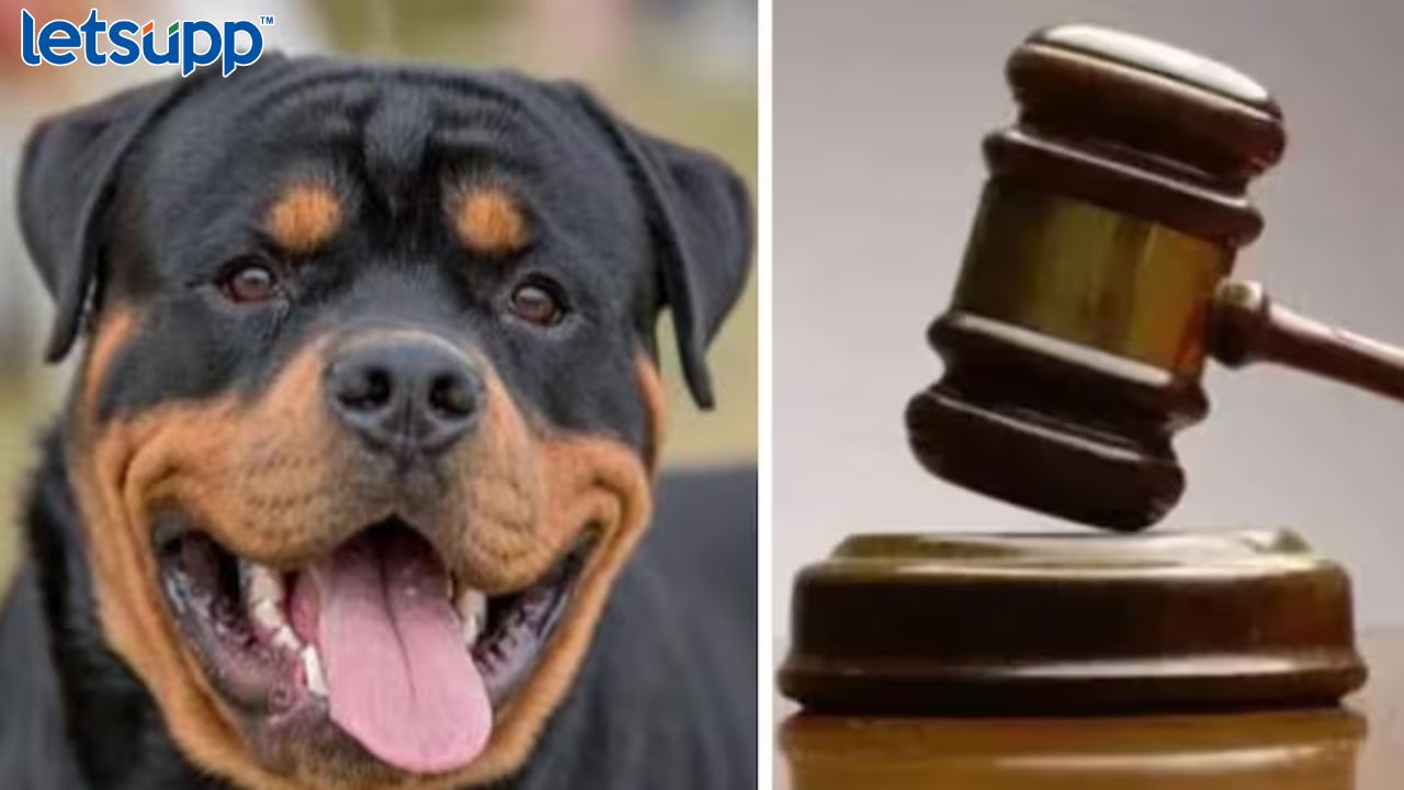 पाळीव प्राण्यांसाठीही पोटगी द्यावी लागेल; पत्नीपासून वेगळं राहणाऱ्या पतीला कोर्टाचा आदेश POTAGI