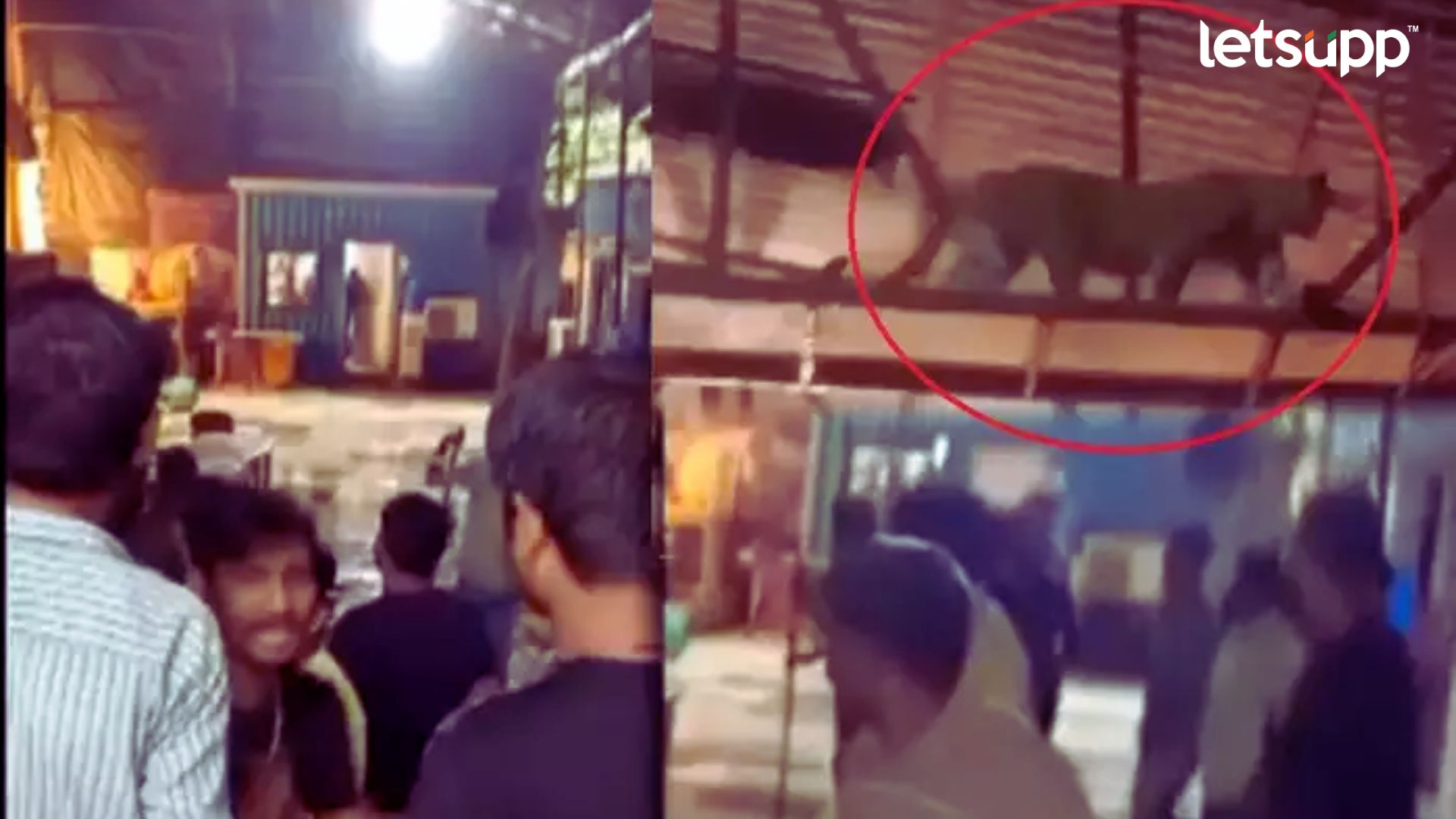 Leopard in Goregaon Film City