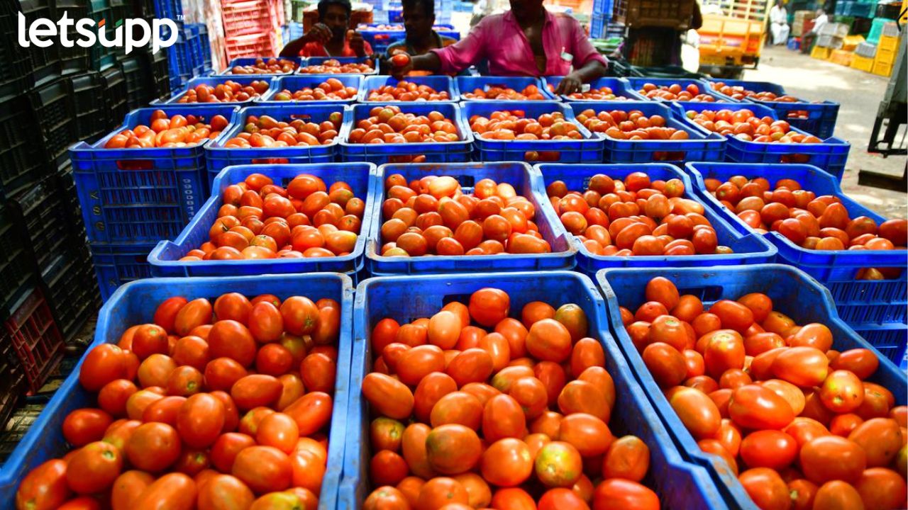 Ahmednagar Tomato Story : टोमॅटोने नगरच्या शेतकऱ्याला बनविले लखपती… दीड एकरात 40 लाखांचे उत्पादन 800 (65)