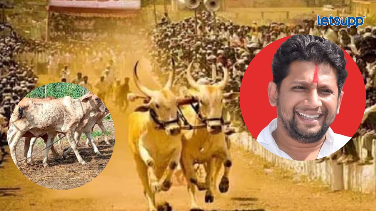 Lumpy Skin Sujay Vikhe Patil