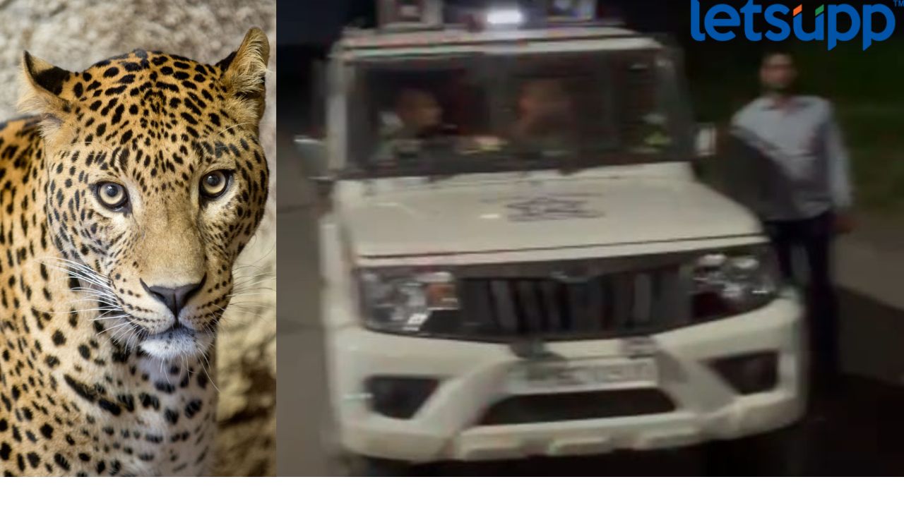 नगरकरांनो सावध राहा! शहरात बिबट्याचा वावर Leopard Ahmednagar