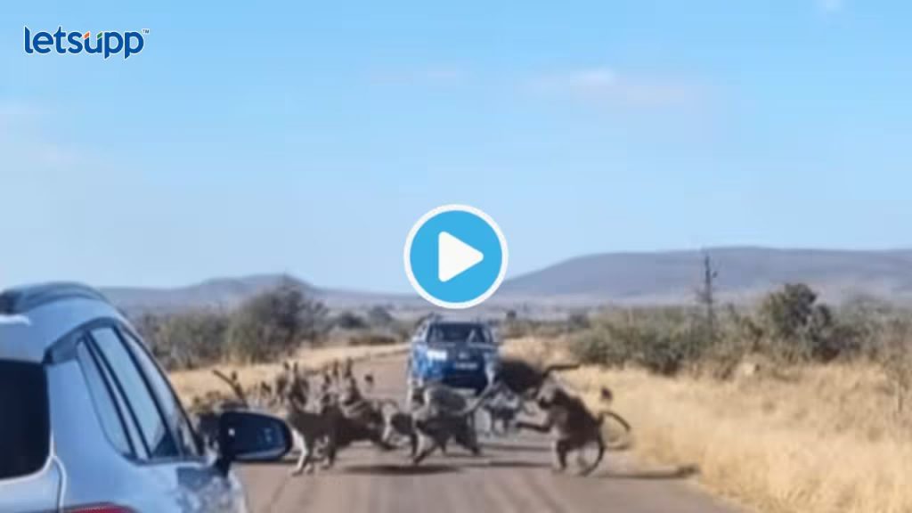 Leopard Attack Baboons