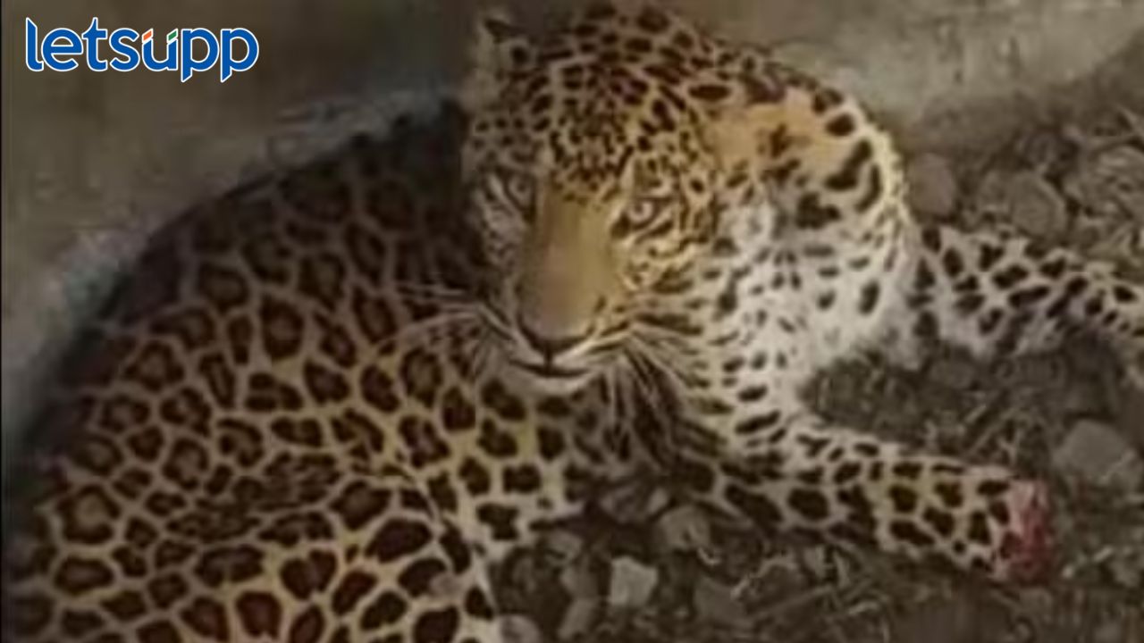 वन्यजीवप्रेमींसाठी गुड न्यूज! बारामतीत सुरू होणार वन्यजीव सफारी, वन विभागाचा मोठा निर्णय