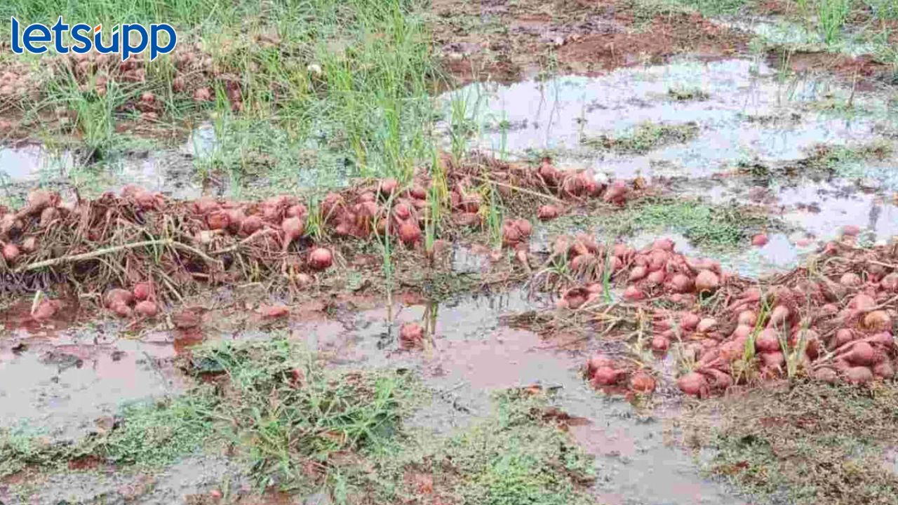 नाशिक, जळगाव, नगरला गारपिटीने झोडपले, कांदा, द्राक्ष बागांचे नुकसान, बळीराजा चितेंत