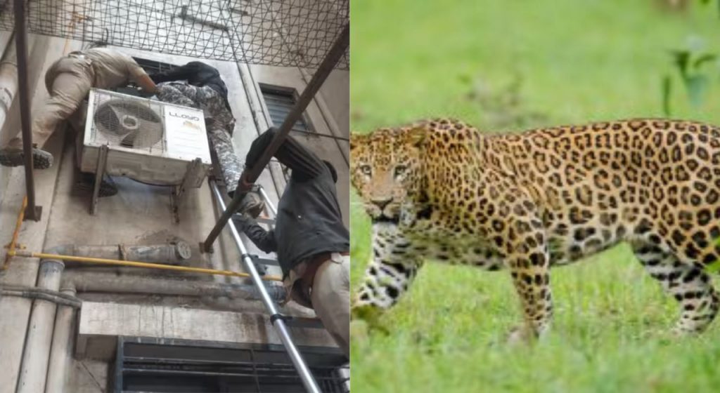 Nashik News : नाशिकमध्ये एकाच वेळी 2 बिबटे; एक जेरबंद, दुसऱ्याला पकडण्यासाठी शिकस्त