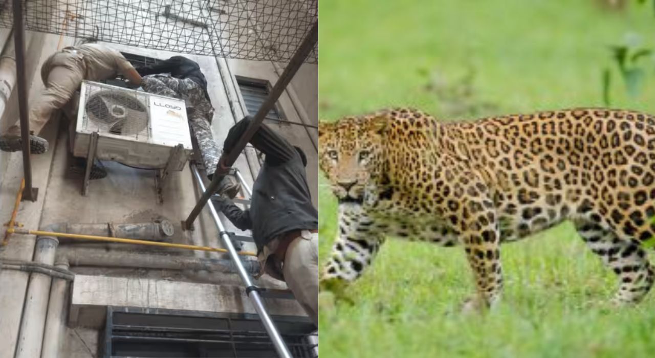 Nashik News : नाशिकमध्ये एकाच वेळी 2 बिबटे; एक जेरबंद, दुसऱ्याला पकडण्यासाठी शिकस्त