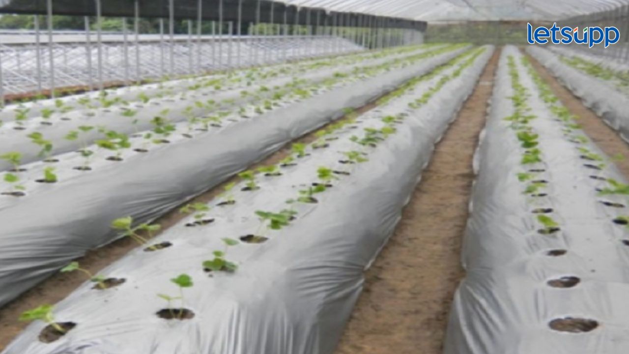 Government Schemes : राष्ट्रीय फलोत्पादन अभियानांतर्गत प्लास्टिक मल्चिंग अनुदान योजना Mulching Paper Government Schemes