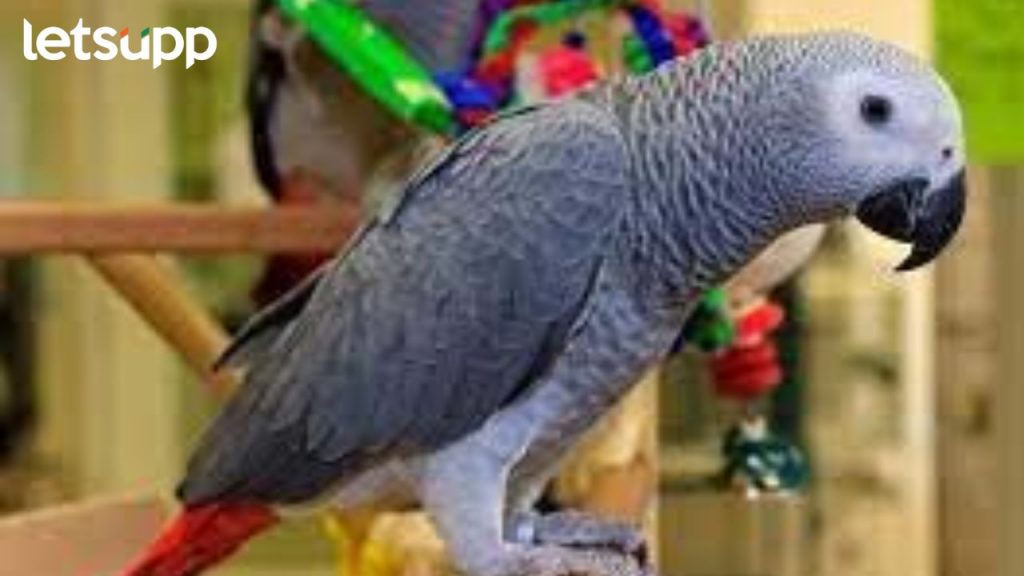 African Parrot