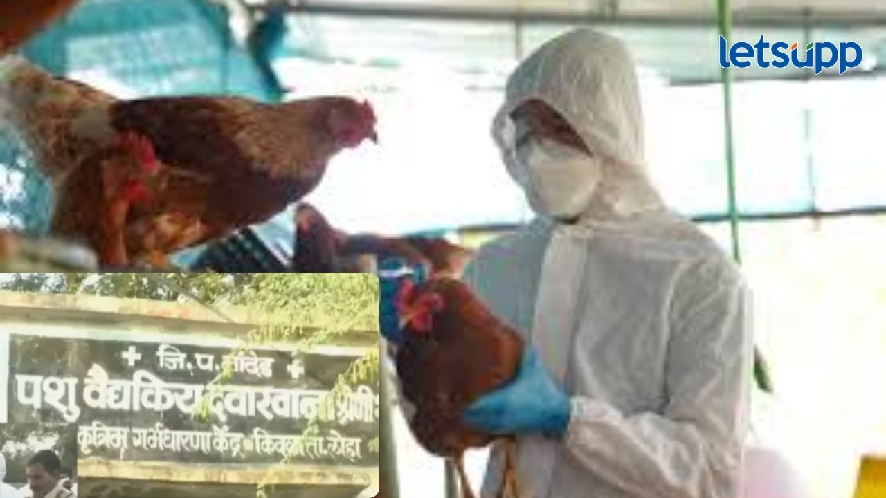 मराठवाड्यात बर्ड फ्लूचा वेगाने होतोय शिरकाव; पशुसंवर्धन विभाग उपचारांसाठी अ‍ॅक्शन मोडमध्ये