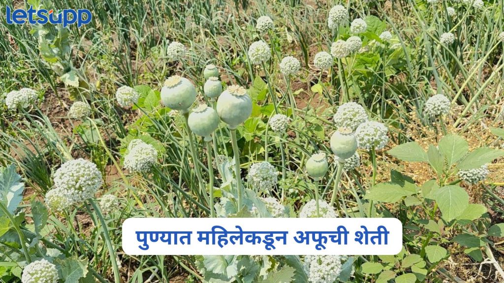 Cultivating Opium In Pune