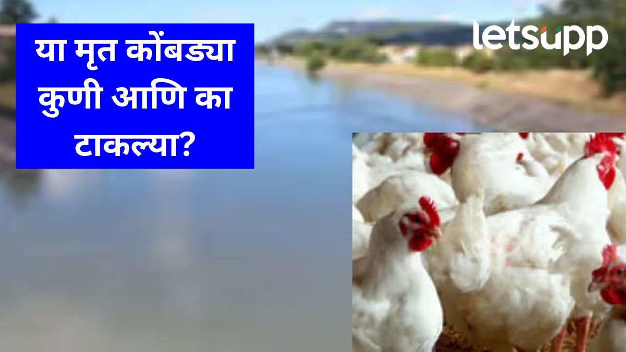 माणुसकीला काळिमा फासण्यासारखे कृत्य; नीरा उजवा कालव्यामध्ये तीन हजार मृत कोंबड्या टाकल्या बीडच्या खोक्या भाईला हरीण अन् मोरांच्या शिकारीचा नाद, विरोध करणाऱ्याला बेदम मारलं, जबडा मोडला