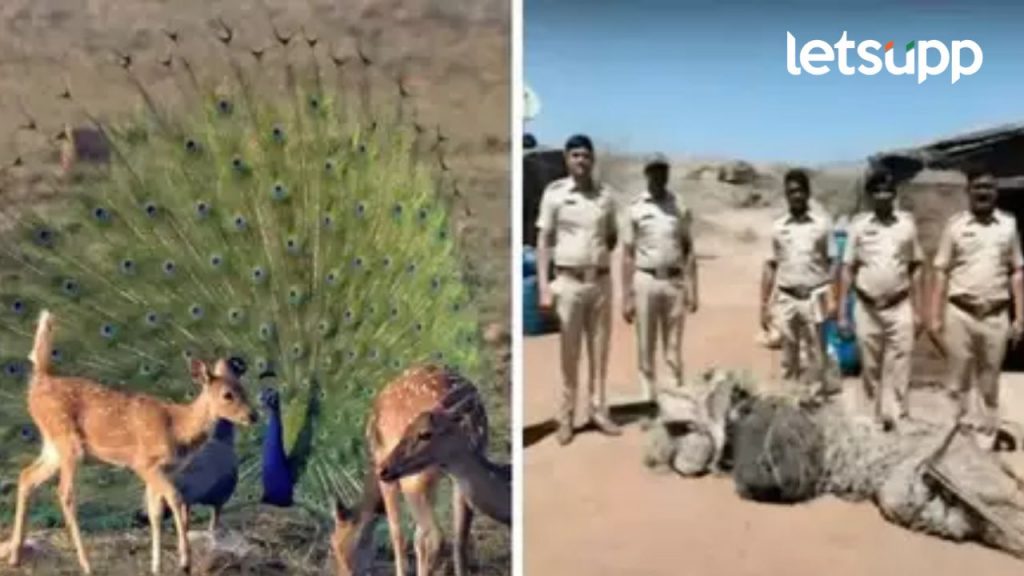 बीडमधील खोक्याच्या घरावर धाड; वन विभागाला काय सापडलं?, फरार सतीष भोसलेला अटक होणार?