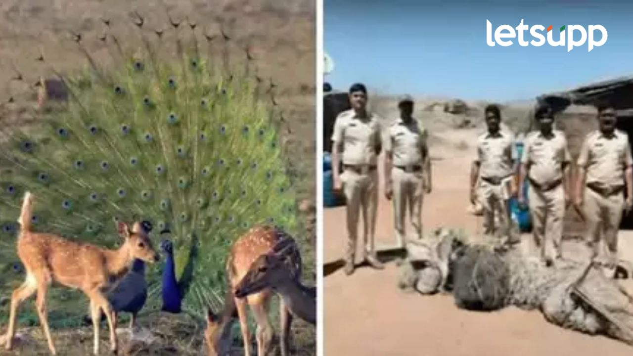 बीडमधील खोक्याच्या घरावर धाड; वन विभागाला काय सापडलं?, फरार सतीष भोसलेला अटक होणार?