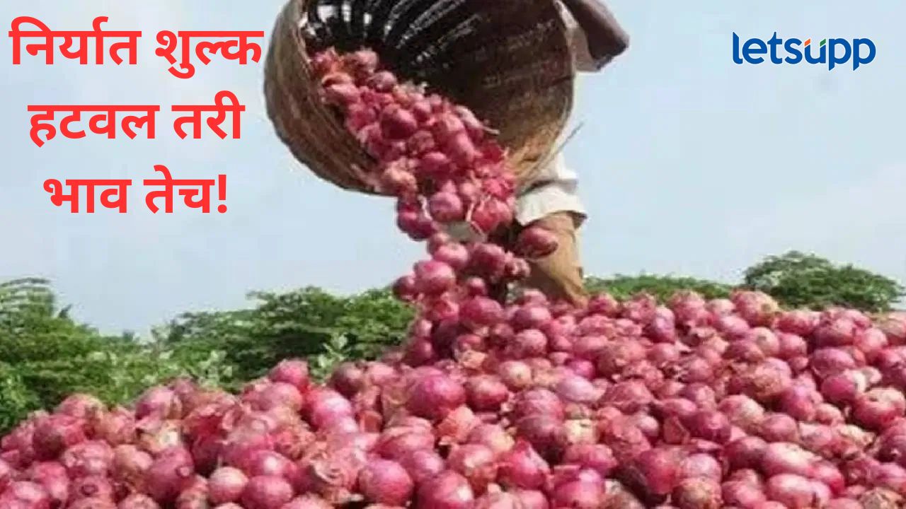 निर्यातशुल्क हटवण्यास केंद्राकडून विलंब; कांद्याच्या बाजार भावावर मोठा परिणाम, दर अजूनही कायम