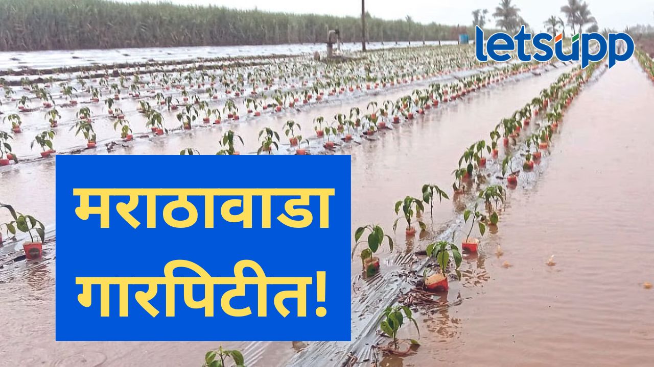 मराठवाड्यात अनेक ठिकाणी वादळी गारपिटीचा तडाखा; शेती पिकांसह फळ बागांचंही मोठं नुकसान