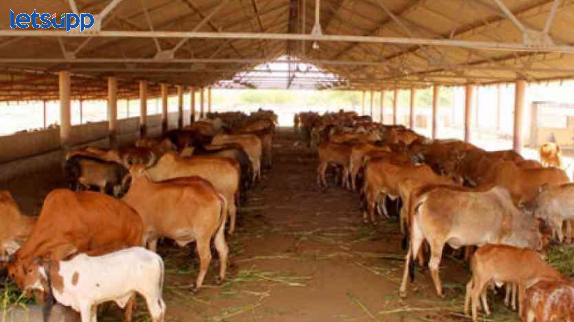 Collector Pankaj Ashiya