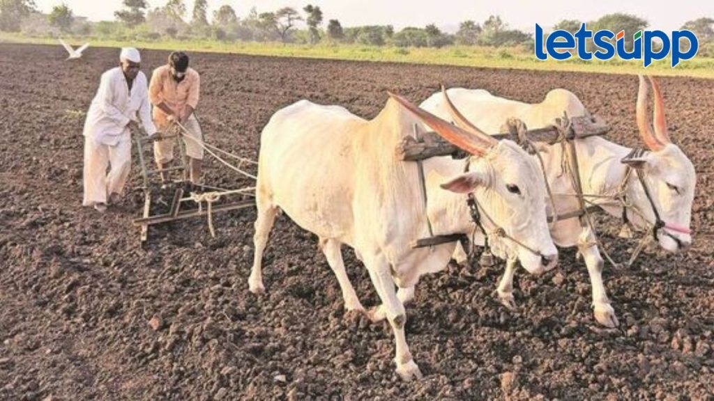 मराठवाडा विभागात समाधानकारक पाऊस, विभागात ३४ लाख ५९ हजार हेक्टरवर झाली पेरणी