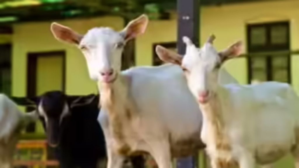 Goat Farming