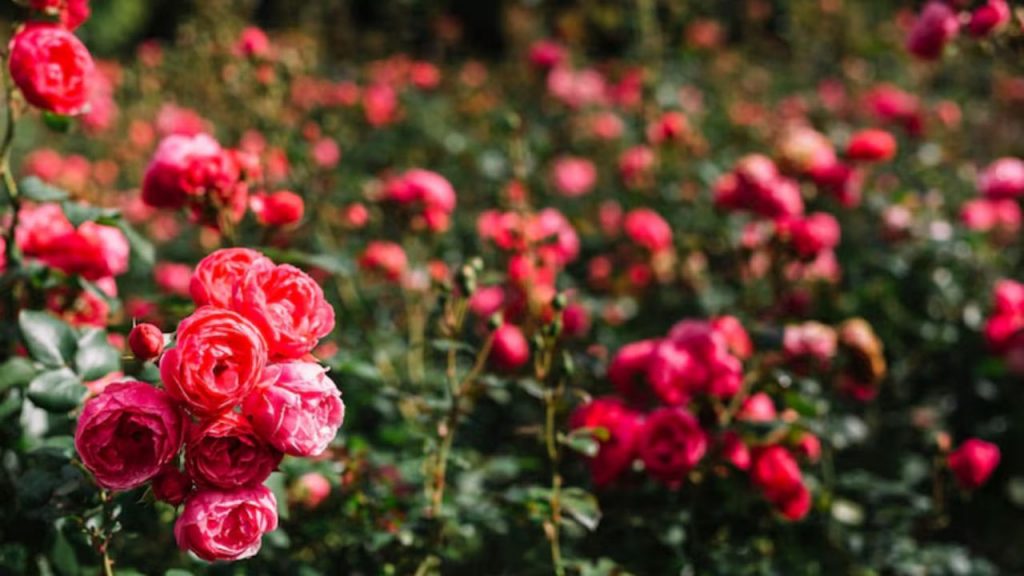 Rose Farming