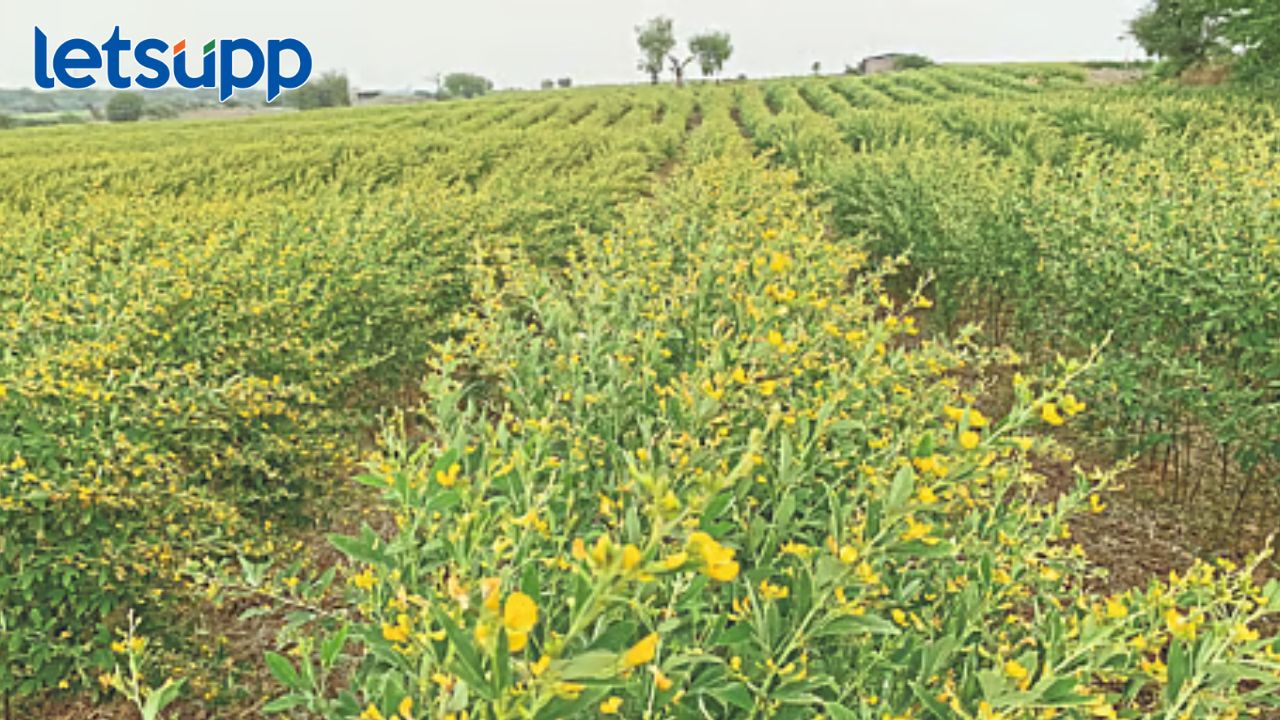 मराठवाड्यात शेतकऱ्यांची तुरीला पसंती; तब्बल ३ लाख ४३ हजार हेक्टर झाली पेरणी