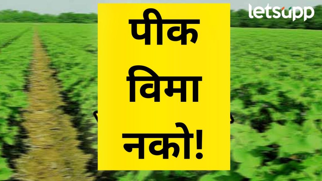 पीक विमा योजनेत फारसं पीक हाती येत नाही; मुदतवाढ मिळूनही पीक विमा भरण्याकडं शेतकरी फिरकेना