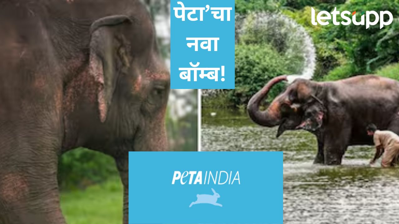 'तिच्या' उपचारासाठी एकही ठिकाण नाही; महादेवी हत्तीणीबाबत PETA'इंडियाचा वेगळा सूर