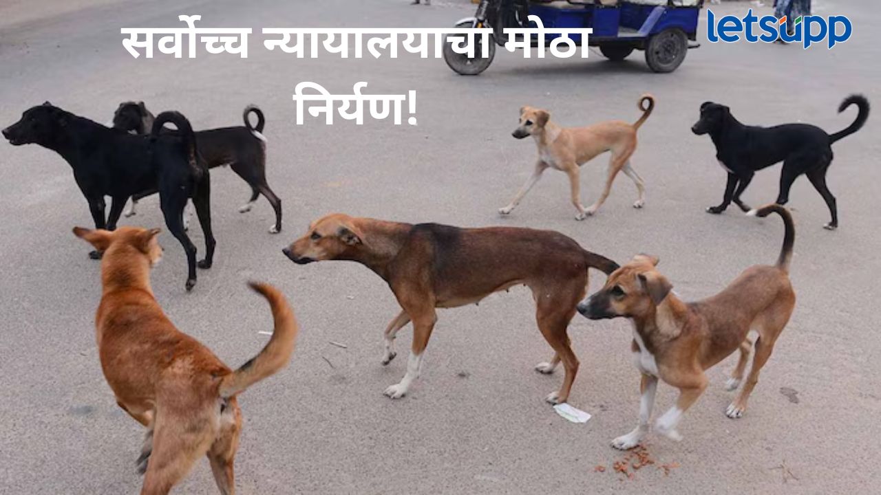 मोठी बातमी! भटक्या कुत्र्यांना नसबंदी करून सोडून द्यावे; सर्वोच्च न्यायालयाचा सर्व राज्यांना आदेश
