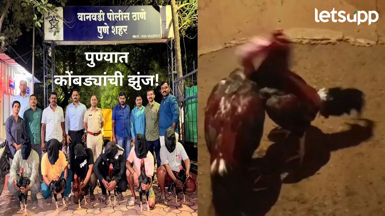 पुण्यात राजकीय झुंज सुरू असताना आता कोंबड्यांचीही झुंज; पोलिसांनी 6 जणांना ठोकल्या बेड्या