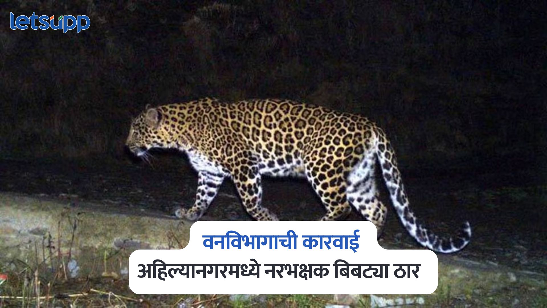 Ahilyanagar Leopard Attack