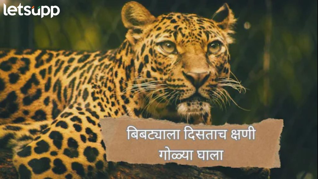 Letsupp Image   2025 11 03T121603.864