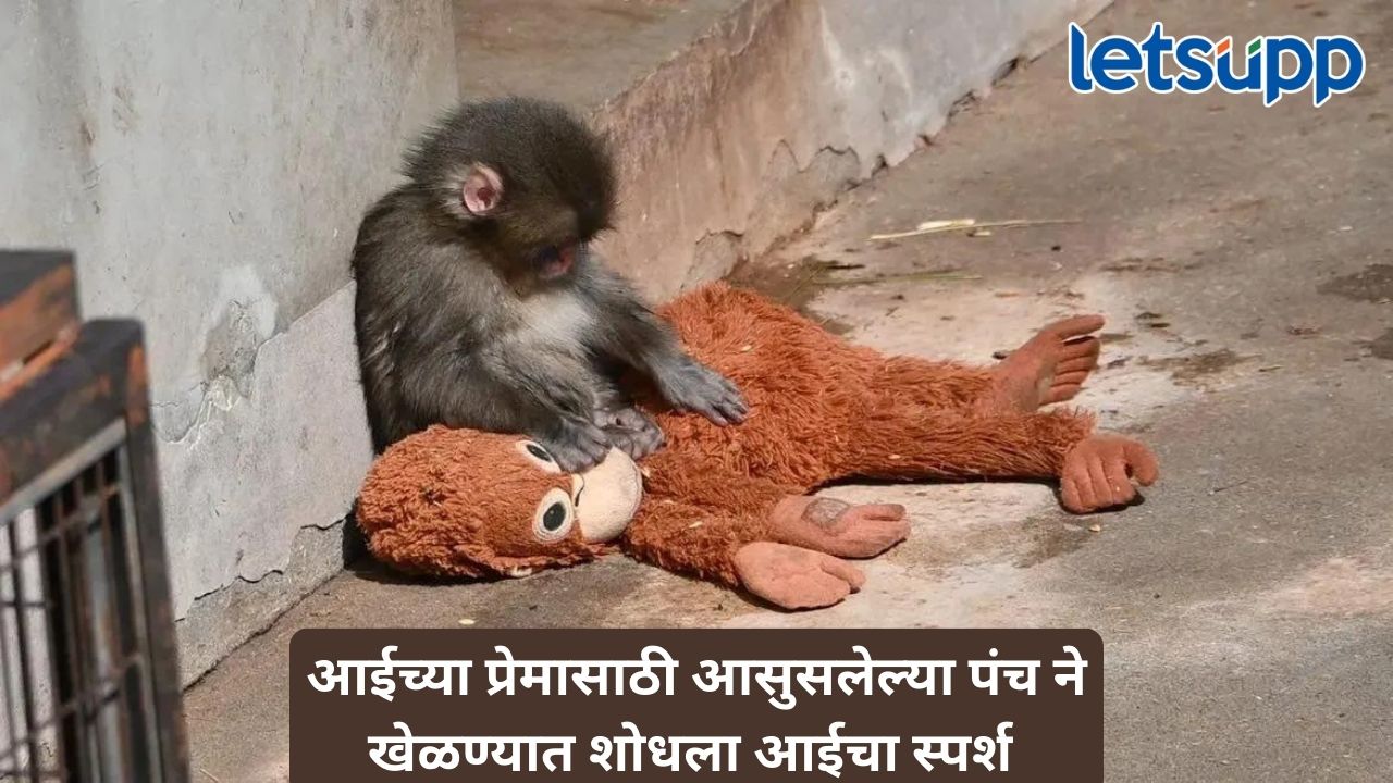 आईच्या प्रेमासाठी आसुसलेला ‘पंच’, खेळण्यात आईचा स्पर्श; सोशल मीडियावर भावनिक लाट Untitled Design 93