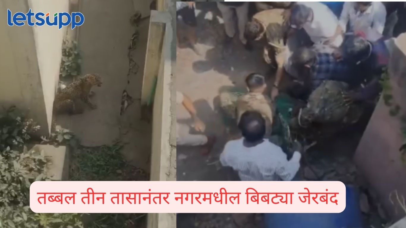 Leopard in ahilanagar