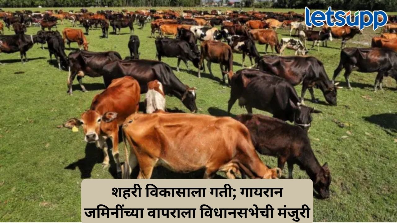 गायरान जमिनीवरील आरक्षण उठवले, हजारो हेक्टर जमीन सार्वजनिक प्रकल्पांसाठी वापरण्याचा मार्ग मोकळा Untitled Design 163