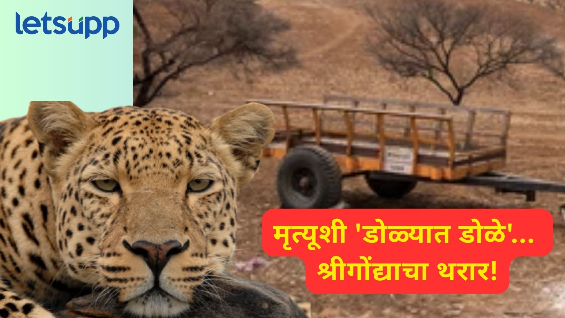 ट्रॉलीमध्ये बिबट्या अन् तरुणाचा एकत्र मुक्काम; श्रीगोंद्यात किर्रर्र अंधारात घडला थरकाप उडवणारा प्रसंग