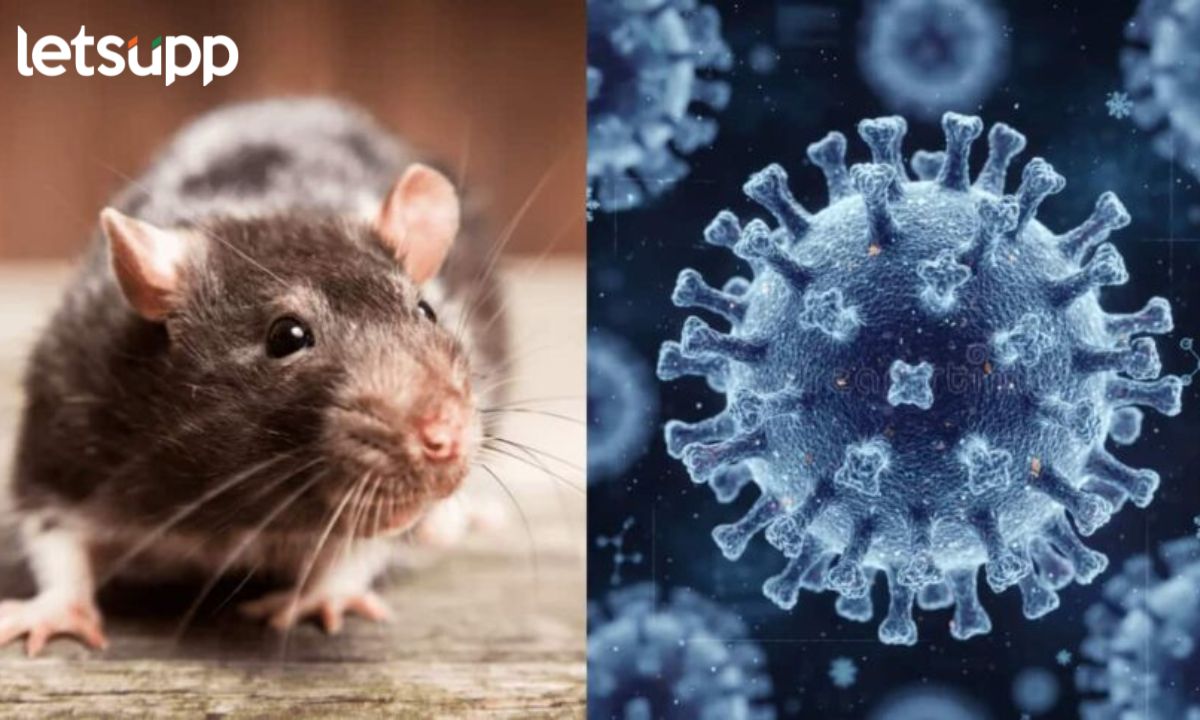 Hanta Virus In Spain