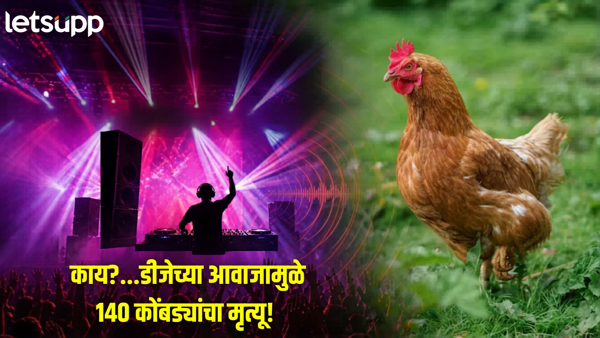 डीजेचा 'हाय व्होल्टेज' राडा! वरातीतील आवाजाने 140 कोंबड्यांचा हाकनाक बळी कुठे घडली घटना?