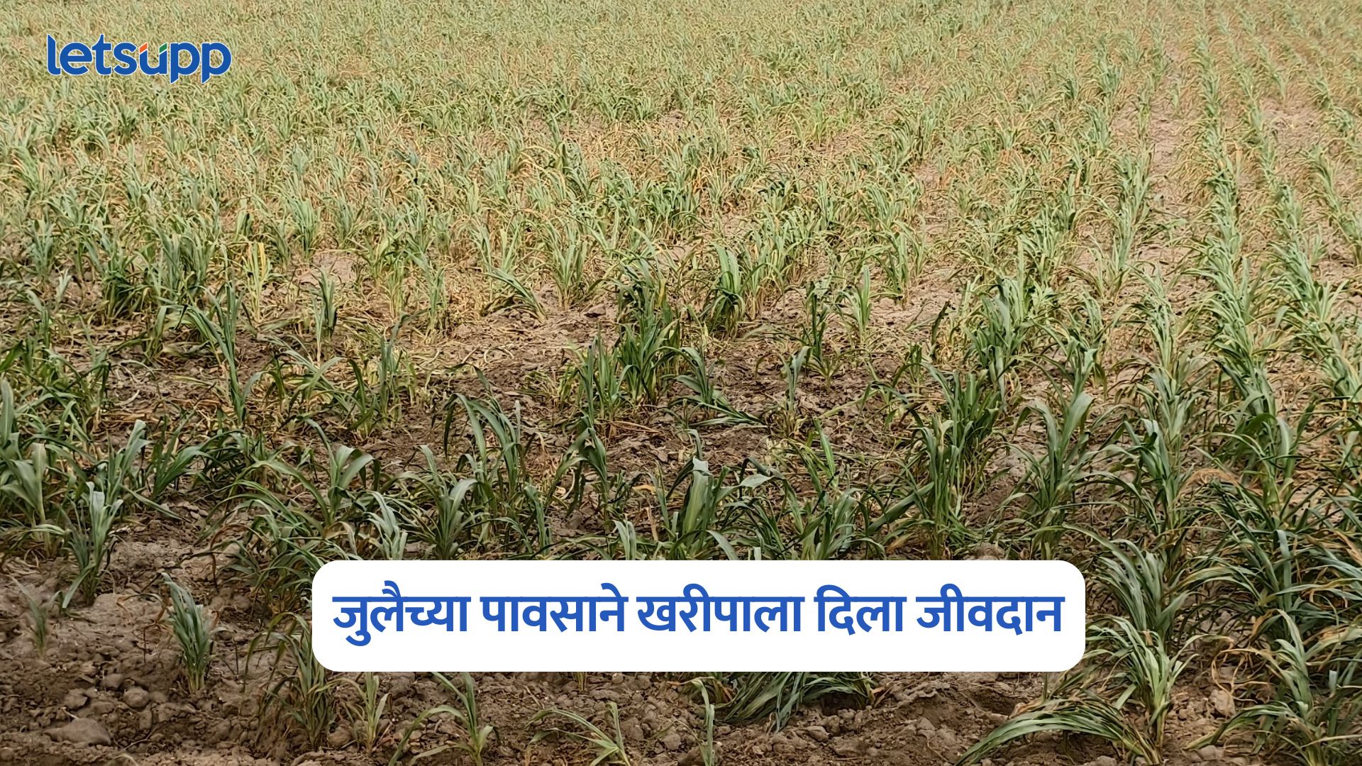 Kharif Crops